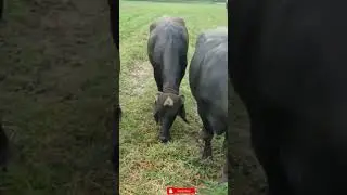 The Health Benefits of Buffalo Grass for Grazing Livestock #shorts #animals #buffalo #bintesiddique