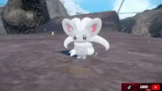 Minccino Evolves Into Cinccino Pok&eacute;mon Violet The Indigo Disk DLC