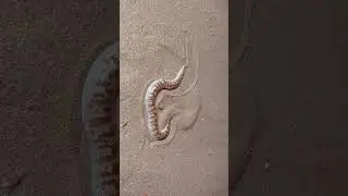 Sand boa #snake #herping #macro #macrophotography #uae #photography #desert #wild