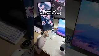 Норм сетап?(Игнорьте лыси попи) #пк #компьютер #комп #сетап