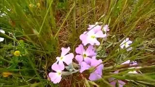 PONTEVEDRA GALICIA SPAIN, путешествие по Испании, Галисия, пляжи, природа, 11/05/2018