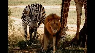 Animal Squad Vlog &ndash; Lion, Zebra & Giraffe Together