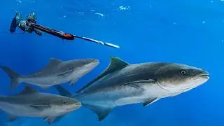 I Traveled 50 MILES Offshore for THIS Fish!
