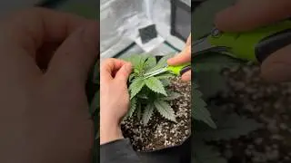 Bubba Kush Indoor Topping