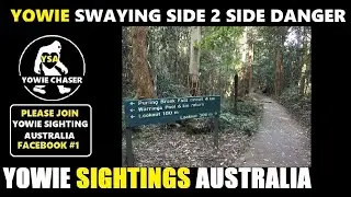 Yowie Sightings Springbrook (Witness Report #1489)