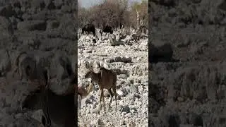 Various animals at Etosha National Park in Namibia.