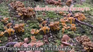 #เห็ดป่านี้เยอะ สวย แต่บางกลุ่มก็แห้งทิ้งเพราะเก็บไม่ทัน
