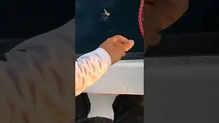 CALAMAR XL a Microjigging. #fishing #calamar #fish #microjigging #squid #eging #fishinglife