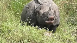 Chitwan National Park, Nepal 2019