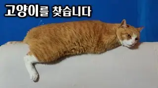 고양이를 찾습니다 