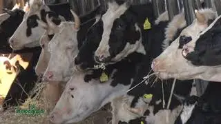 La Campagnola - Azienda agricola Serra - 06-11-2017