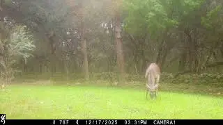 Browning Trail Cam: 2 Does, 1 Buck 12/17/25 3:32pm