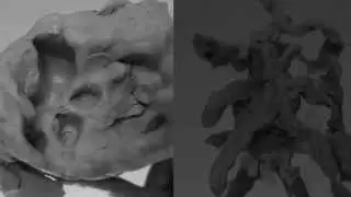 Malone Dies (Excerpt)