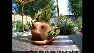 blooming carrion flower