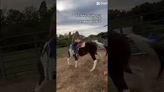 SHE WAS USING A BITLESS BRIDLE