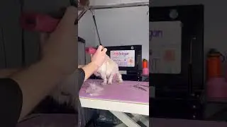 Shaving off her tail??
