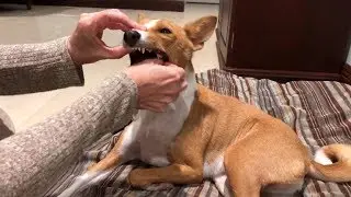 How we give Ginger her Bicarb  ||  Life With A Fanconi Dog
