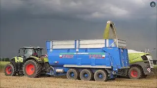 Claas Jaguar 980 Special + Direct Disc 600 - BONZANI - Trinciatura triticale 2024