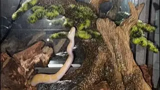 An Honest Review Of ​⁠Wilbank&rsquo;s Captive Bred Reptiles @GrowingUpWilbanks