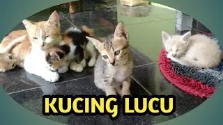 LUCU GEMES ANAK KUCING UMUR 1BULAN
