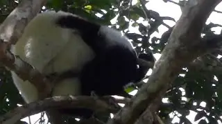 Andasibe-Mantadia National Park hike, Madagascar