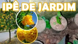 COMO PLANTAR IPÊ DE JARDIM POR SEMENTE