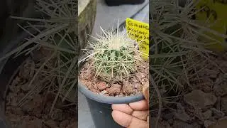 30.Dec.2025 - #cactus #cactusmania #cactussucculents #homegardening