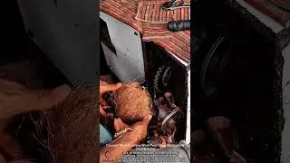 Coconut Shell Crushing Work Tool Using Mechanical Shell Breaker #worktool