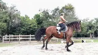 December 8, 2025 rough ride on Fin with a touch of classical dressage