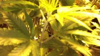 Afghooey Day 28