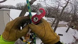 Зимняя обрезка с помощью ручного секатора Milwaukee M18.