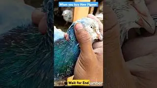 when you get new pigeon MJ30 #pigeon #kabutarbaazi