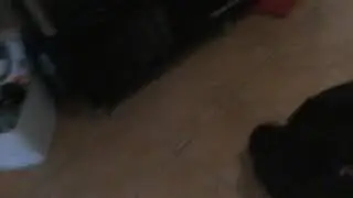 Darcy pugapoo tricks