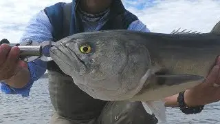 Early Spring Big Bluefish. Long Island, New York