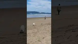 Live Like a Dog 🐶