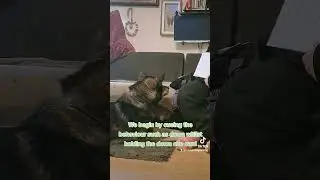 Teach your dog to read visual cues Trick