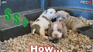 What You Have To Do To Grow And Be Million Dollar Breeder