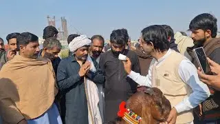 Sahiwal Bakra Mandi Live A Bigg Deal Of Beetal Goats | Beetal Bakri Ka Soda 