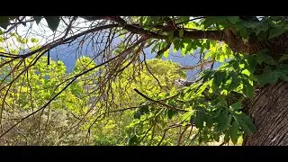 Folia crispa - Ram&oacute;n S&aacute;nchez (music video)