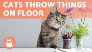 My Cat THROWS THINGS on the FLOOR 🐈❗ WHY?