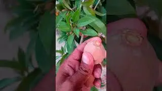 Harvesting Chikoo Fruit .#shorts #short #fruit #garden #nature #trending #trendingshorts #ytshorts