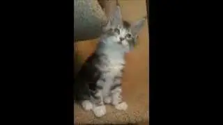 Котик Bingoboy Mega Boss