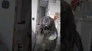 120 pound dog in an RV?! 🤔 #fulltimervliving #dogshorts #vlog #travelfamily