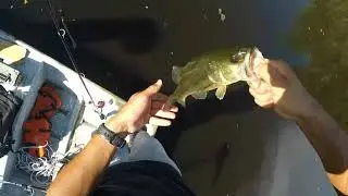 Whopper Plopper blue blood
