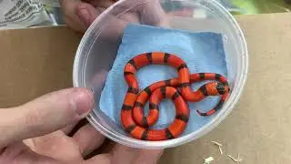 36+ Hours of no sleep, Time for a reptile unboxing! - Reptile Unboxing #1