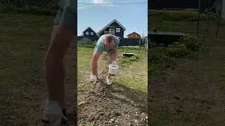 Посмотри, они сами засеяли газон и что получилось #shortvideo #газон #сад #дача #жизньвдоме #садовод