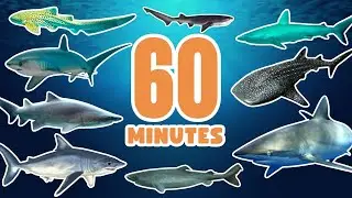 60 Minutes Learn Shark Names In English