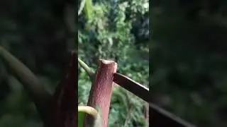 Plant grafting and tree care techniques #2536