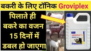 बकरे को मोटा करने की दवा | Groviplex s virbac multivitamin tonic | बकरे का वजन बढ़ाने का तरीका