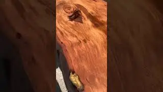 Ancient Kauri Stump | Kauri Wood Table | ICEWOOD